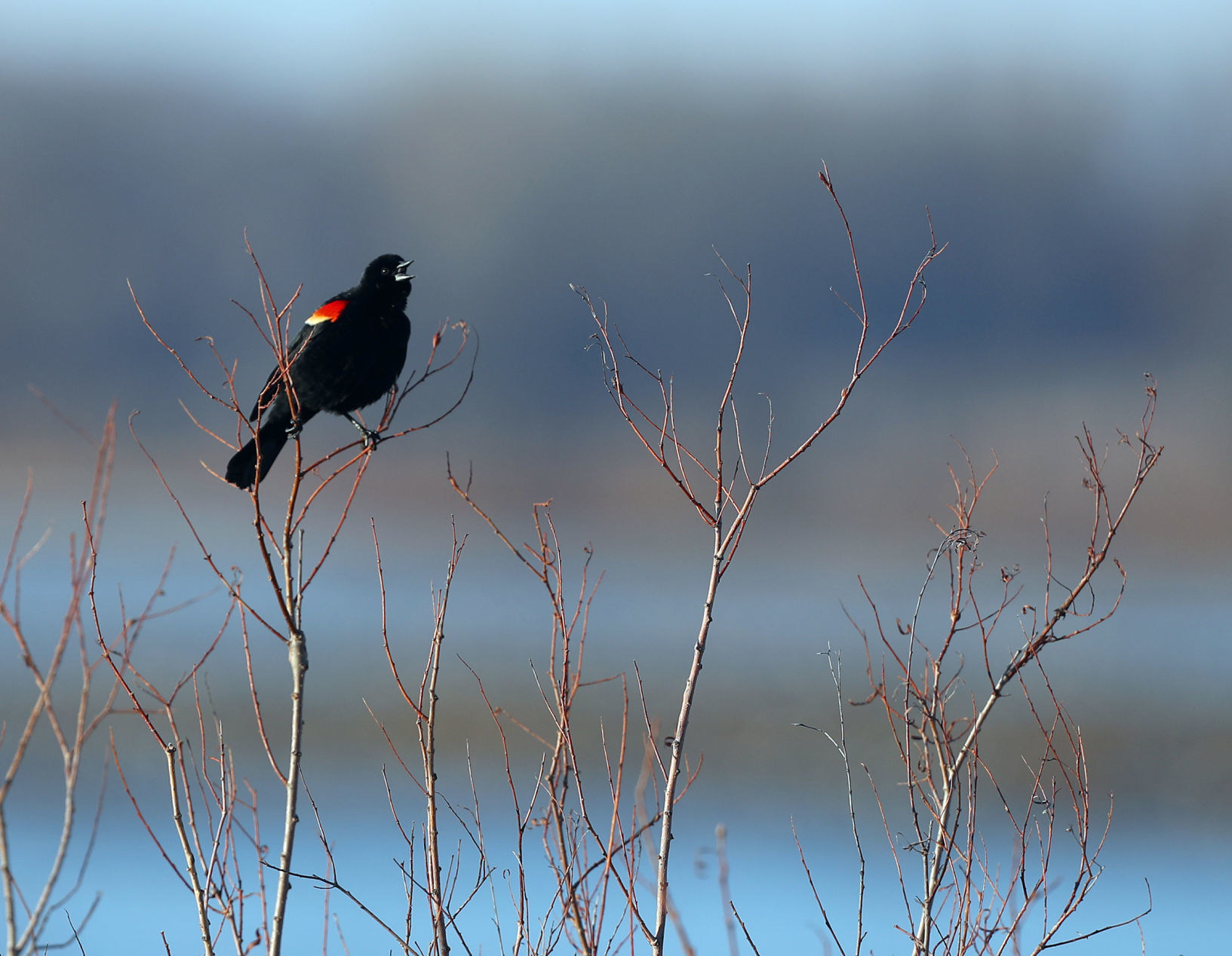 031020bp-wild-art-big-marsh-05